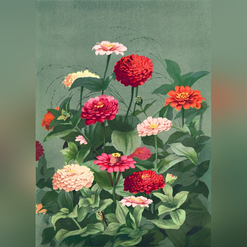 Floral Zinnia Botanical Art Print